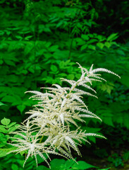 goats beard  resp.Aruncus dioicus,Rhineland,Germany