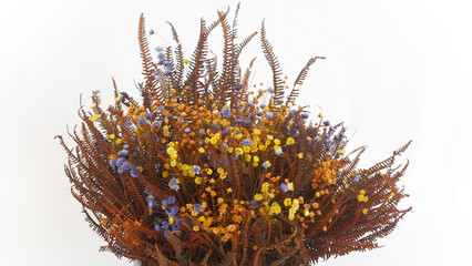 Flower, Plant, Dry flower, Flower pot, white background, still, Beautiful flower