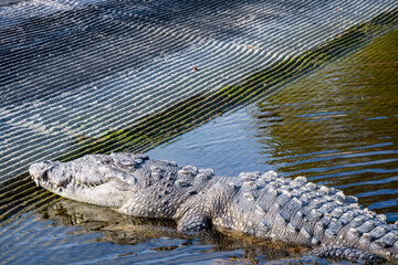 Saltwater crocodile sunning on the boat dock at the Flamingo Marina of the Everglades National Park