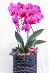 Flower, Plant, Dry flower, Flower pot, white background, still, Beautiful flower