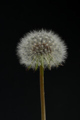Fototapeta premium dandelion close-up on black background