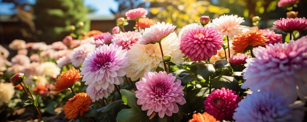 A beautiful garden of colorful mums in full bloom