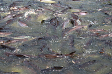Many fish in the water. Freshwater fishing