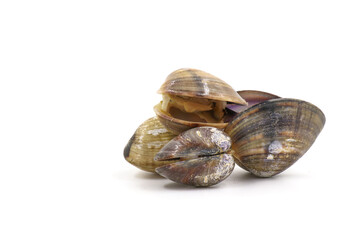 Closed up fresh baby clams, venus shell, shellfish, carpet clams, short necked clams, as raw food from the sea are the seafood ingredients. fresh clams Background.
