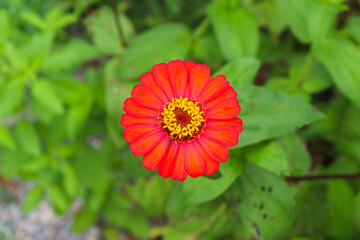 flowers on the ground in nature