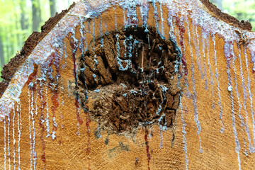 cross section of huge pine tree with sap running down decay in center