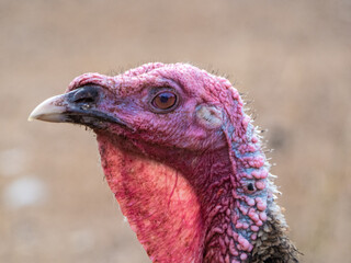 pavo