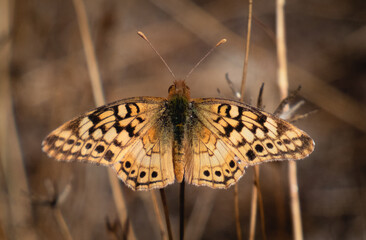 mariposa