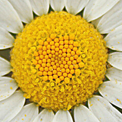 close up of a  daisy flower