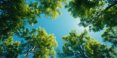 Obraz premium A Tranquil Retreat: Trees in Low Angle View