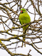 Green parrot perches amidst the tangle of tree branches