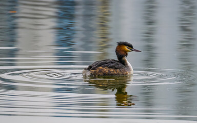 Pretty great crested grebe on the beautiful colored water surface of lake