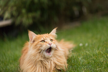 Maine Coon Kater fängt an zu Gähnen