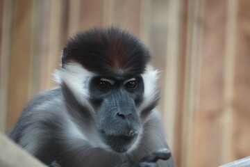 Collared Mangabey