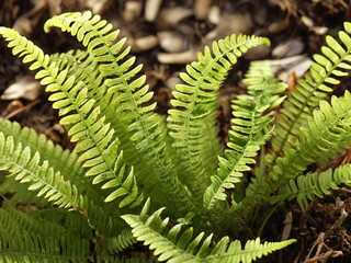 Close up of fern sprout and germinate into newborn fern plants into lush green fronds by the warmth of sunlight