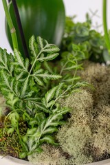 Obraz premium Flower, Plant, Dry flower, Flower pot, white background, still, Beautiful flower