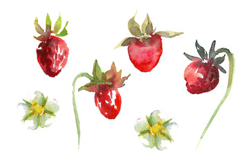 Summer forest berries. Set of individual berries of red ripe strawberries on green stems and white flowers. Hand drawn watercolor illustration on white background for your design