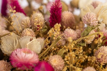Flower, Plant, Dry flower, Flower pot, white background, still, Beautiful flower