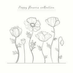 Hand drawn poppy flowers set. Poppies plant flower line art. Papaver rhoeas, Common poppy plant