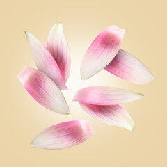 Pink lotus flower petals falling on dark beige background