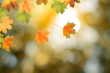 Fall season. Colorful autumn leaves against blurred background