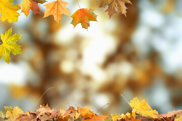 Fall season. Colorful autumn leaves against blurred background