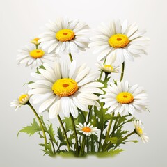 High-quality illustration of a row of white chamomile daisy flowers, isolated on white background