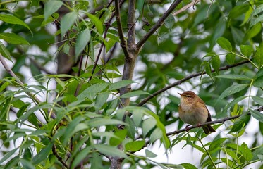 Iberian chiffchaff perched on a branch.
