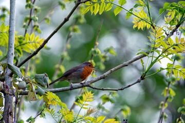 Robin perched on a branch singing.