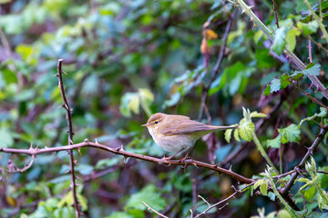 Iberian chiffchaff perched on a branch.