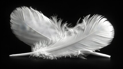   A close-up of a pure white feather against a dark backdrop, with a distinct white tip at the end of the feather