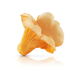 Edible chanterelle mushroom isolated on white background
