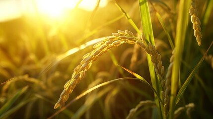 Fototapeta premium Golden hour illumination over a lush rice field at sunset.