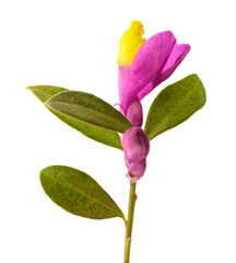 Shrubby milkwort flower