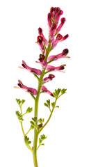 Common fumitory flowers