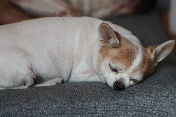 A small dog peacefully sleeping on a cozy couch. Perfect for pet lovers and home decor advertisements