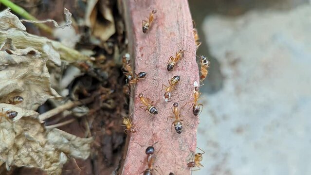 Macro view of common sugar ants or banded sugar ants, crawling on a plant pot