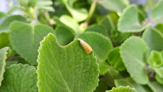 Macro view of Scirpophaga incertulas or rice yellow stem borer perched on ajwain leaf