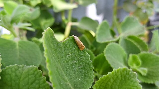 Macro view of Scirpophaga incertulas or rice yellow stem borer perched on ajwain leaf