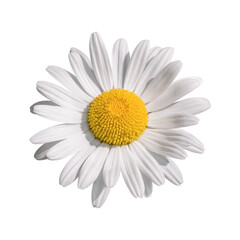 Single Daisy Flower