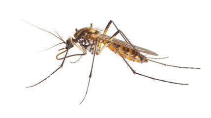 one mosquito isolated on transparent and white background.PNG image.
