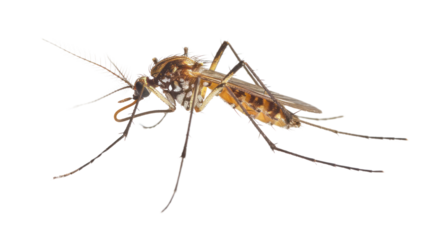 one mosquito isolated on transparent and white background.PNG image.