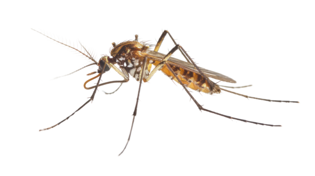 one mosquito isolated on transparent and white background.PNG image.