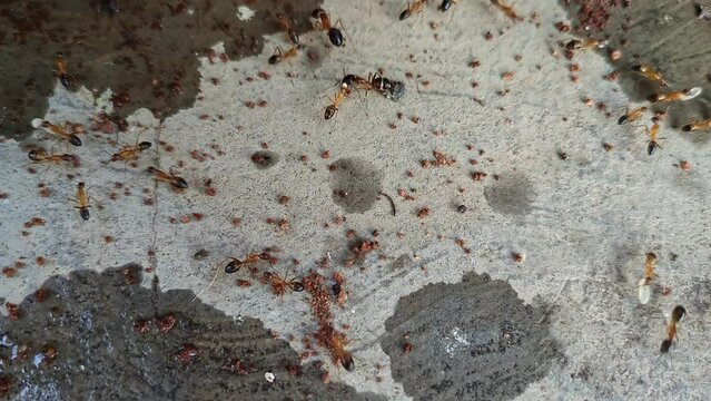 Macro view of common sugar ants or banded sugar ants, crawling on concrete ground