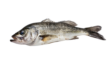 One fresh sea bass fish isolated on transparent and white background.PNG image.