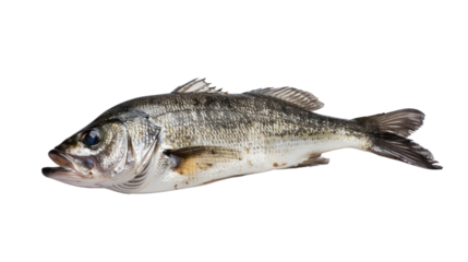 One fresh sea bass fish isolated on transparent and white background.PNG image.