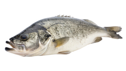 Naklejka premium One fresh sea bass fish isolated on transparent and white background.PNG image.