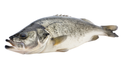 One fresh sea bass fish isolated on transparent and white background.PNG image.