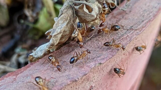 Macro view of common sugar ants or banded sugar ants, crawling on a plant pot