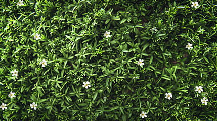 Green grass texture background with small white flowers. Top view, flat lay